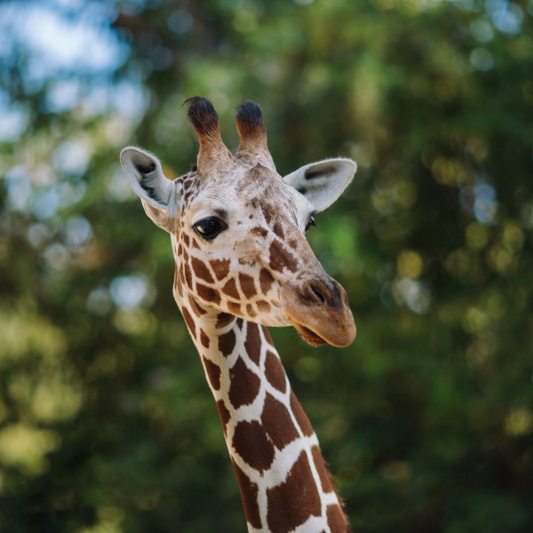 Cheyenne Mountain%20Zoo